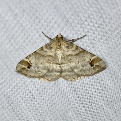 Syneora hemeropa