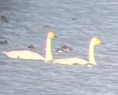 Cygnus columbianus bewickii
