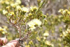 Melaleuca systena