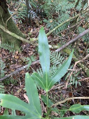 Dendropanax dentiger