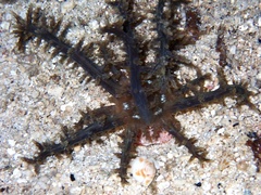 Actinodendridae