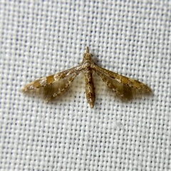 Oxychirota paradoxa