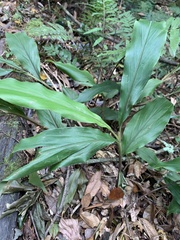 Alpinia japonica