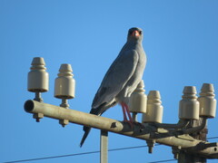 Melierax canorus canorus