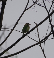 Psilopogon viridis