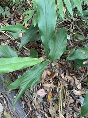 Alpinia japonica