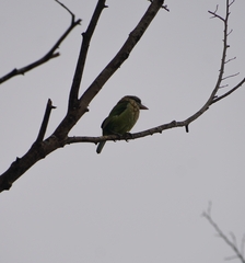 Psilopogon viridis