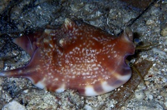 Euprotomus bulla