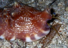 Euprotomus bulla