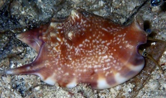 Euprotomus bulla