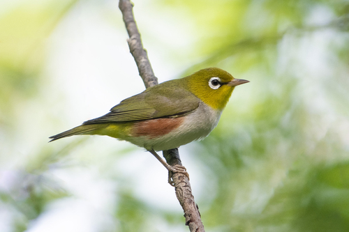 Chestnut-flanked White-eye