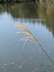 Miscanthus sinensis