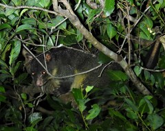 Trichosurus caninus