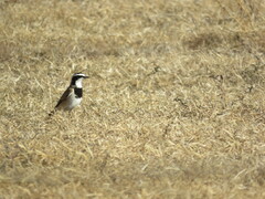 Oenanthe pileata pileata