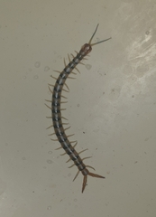 Cormocephalus