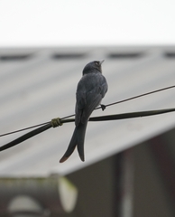 Dicrurus leucophaeus