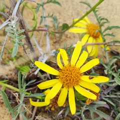 Jacobaea schischkiniana