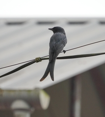 Dicrurus leucophaeus