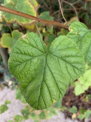 Ribes sanguineum
