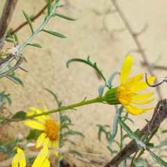 Jacobaea schischkiniana
