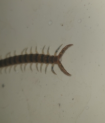 Cormocephalus
