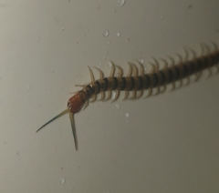 Cormocephalus