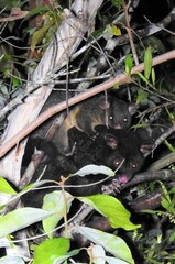 Trichosurus caninus