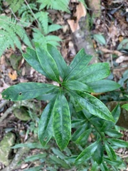 Symplocos wikstroemiifolia