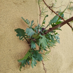 Jacobaea schischkiniana