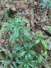 Symplocos wikstroemiifolia