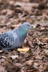 Columba livia