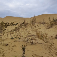 Eremosparton aphyllum