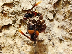 Polistes sagittarius