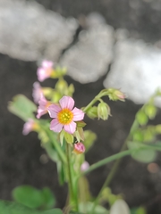 Oxalis barrelieri