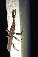 Brentidae