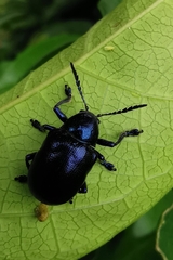 Chrysochus asclepiadeus