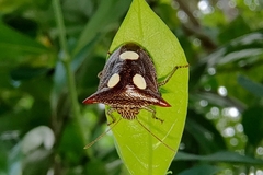 Paracritheus trimaculatus