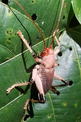 Ocellarnaca angulata