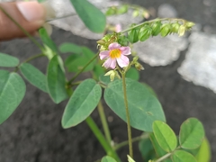 Oxalis barrelieri