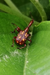 Cycnotrachelus flavotuberosus