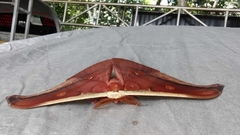 Antheraea assamensis