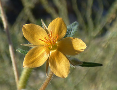 Mentzelia isolata