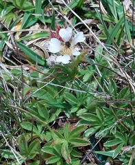Potentilla caulescens