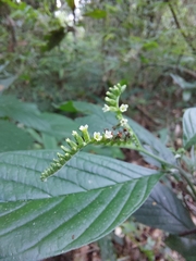 Heliotropium tiaridioides