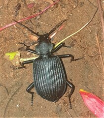 Calosoma planicolle