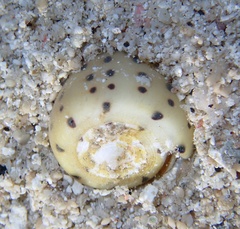 Conus eburneus