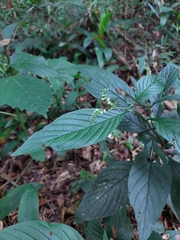 Heliotropium tiaridioides