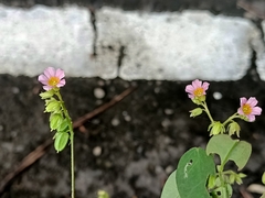 Oxalis barrelieri