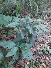 Heliotropium tiaridioides