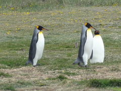 Aptenodytes patagonicus